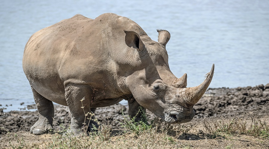 rhino at Tanzania